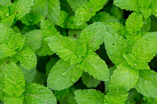 US Organic 100% Pure Peppermint Essential Oil - USDA Certified Organic - 15 ml - w/Improved caps and droppers (More Size Variations Available)