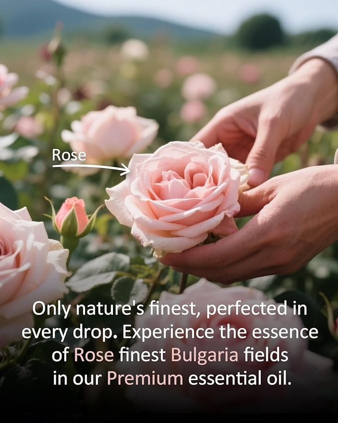 Pure Rose Essential Oil, 100% Pure Natural Rose Essential Oil, Premium Grade Essential Oils for Diffusers for Home, Skin, Care Massage, Soap Making, Aromatherapy, 4 Fl Oz | 120ml