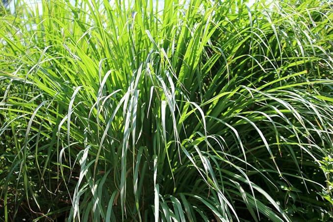 US Organic Citronella Essential Oil, USDA Certified, 100% Pure, 15 ml, Improved caps and droppers – Used for Skin Care, Many DIY Projects Like Candle Making and Much More