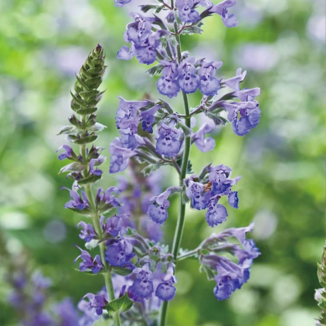 Aromatics International Catnip Hydrosol 100ml | Herbal Aromatic Mist for Daily Use