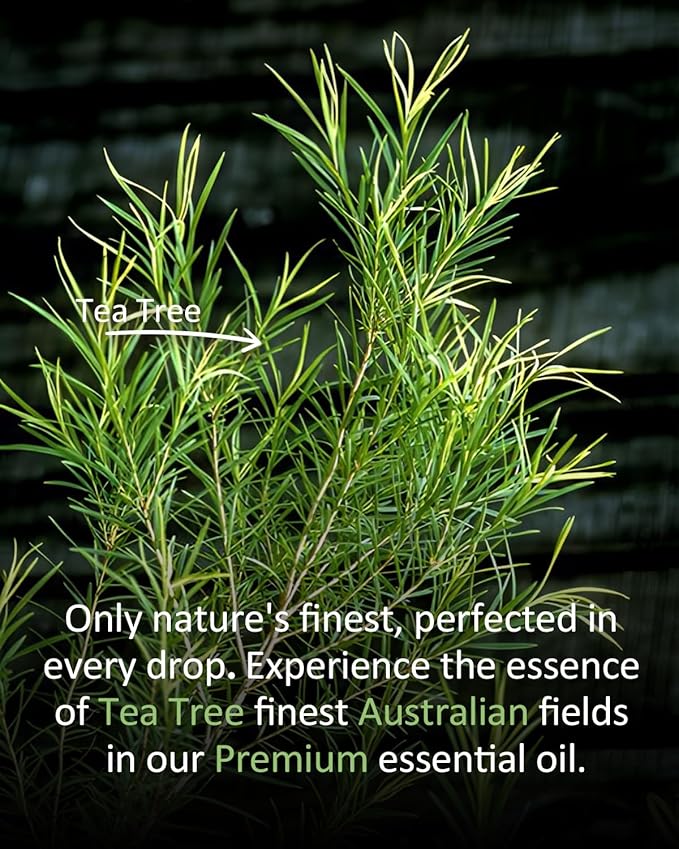 Pure Tea TreeEssential Oil, 100% Pure Natural Tea TreeEssential Oil, Premium Grade Essential Oils for Diffusers for Home, Skin, Care Massage, Soap Making, Aromatherapy, 4 Fl Oz | 120ml